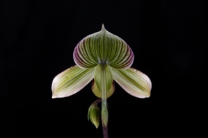 Paphiopedilum Voodoo Fred Slipper Zone Only just Spots HCC/AOS 78 pts. Reverse
